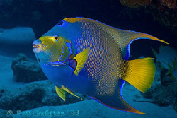Queen Angelfish.  Cozumel, Mexico.  Canon 20D & Sigma 17-70 by Ross Gudgeon 